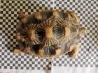 Geochelone Radiata 0. 4 weibchen