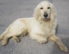 Agelos Agelos heißt Engel und dieser Golden Retriever Mix hat den Namen nicht