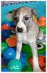 Whippet Welpe noch zwei Jungs suchen