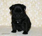 Mops Welpen geboren am 11. 11. 2022