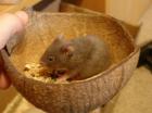 Goldhamster