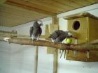 1 1 timneh-Graupapageienpärchen abzugeben