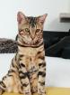 Bengal Kater