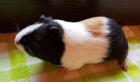 Meerschweinchen