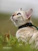 SNOW Bengal kittens mit Papiere