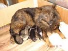 Eurasier-Welpen