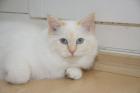 Luano superlieber Birma - Jungkater sucht dich