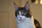 Zuzanna- Maine Coon Mädel mit Papieren 14 Monate kastriert