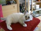 KatzenbabysWir haben Katzenbabys in allen Far