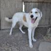 Balu sucht ein Zuhause
