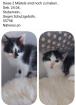 Katzenkinder suchen noch ein zu Hause