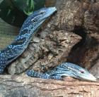 2. 2 Varanus macraei