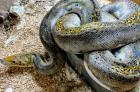 1. 0 Piebald Netzpython Retic aus 2020