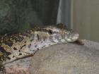 Biete 0 0 1 Varanus niloticus - Nilwaran