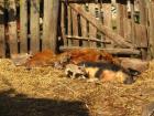 Wollschwein Sauen und Ferkel ROT / Ferkel 5 Stück und 2 Sauen mit je 2 1/2 Jahre