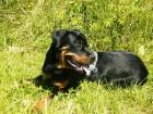Rottweiler Junghund Rüde 9 Monate jung sucht liebevolles zu Hause