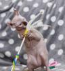 Sphynx katzen