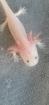 Axolotl Jungtiere