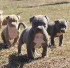 Pitbull bluline Welpe zu verkaufen