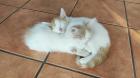 2 süße junge norwegische Waldkatzen Mix Kater suchen ein nettes Zuhause 12 Wochen alt