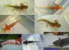 Axolotl erstklassige Tiere 10 cm