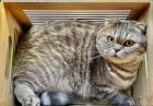 BKH Scottish Fold
