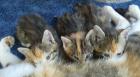 Katzenwelpen bunt rot getigert ab Mitte August abzugeben