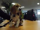 4 Beagle Rüden in gute Hände zu verkaufen