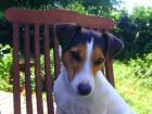 Parson Russell Terrier Deckrüde