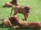 Wunderschöne Rhodesian Ridgeback - Welpen