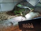 Grüner Leguan Green iguana