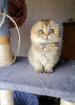 Schottische Faltohrkitten weibchen