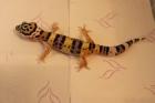 Leopardgecko Nachzucht 2022 mehrere Jungtiere zur Auswahl
