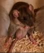 Wundervolle Ratten Jungtiere