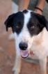 Elvis sucht eine liebevolle Familie