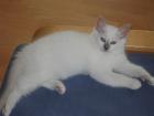 Heilige Birma Kitten mit Papieren ab anfang September abzugeben