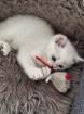 Kitten mit himmelblau Augen