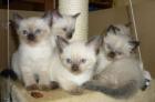 Siam- Thai Babys