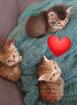 BKH Kitten 13 Wochen