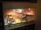 Großes Holz-Terrarium HxBxT 1m x 1 5m x 0 6m
