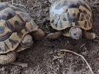 Zwei Griechische Landschildkröten thb