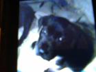 Hundewelben zu verkaufen