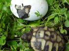 Griech. Landschildkröten THB naturnahe Zucht