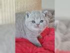Britisch Kurzhaar BKH Kitten mit Stammbaum