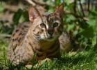 Savannah-Deckkater F5- SBT abzugeben