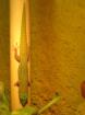 Pärchen Phelsuma Laticauda Lat. Goldstaubtaggecko