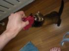 Chihuahua hündin abzugeben