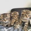 Bkh /Scottish Fold Kätzchen zu verkaufen