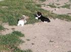 Katzenbaby suchen ein neues zu hause