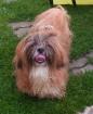 Gold-weisser shihtzu Rüde fuer die Ausstellung